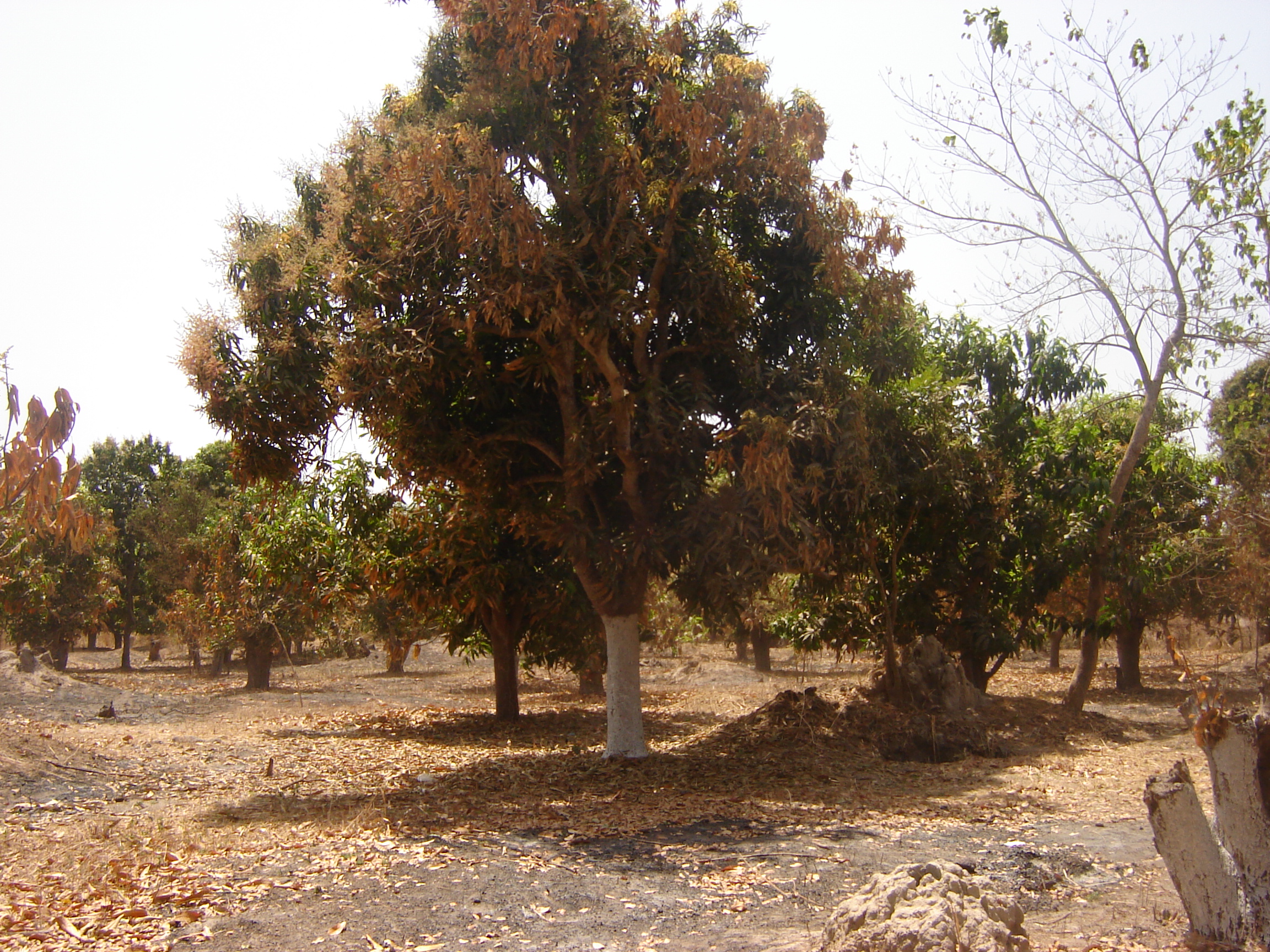 2007